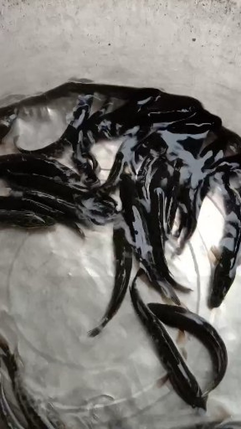 特种水产，黑鱼苗，青鱼，青波，通通基地批发销售后指导技术