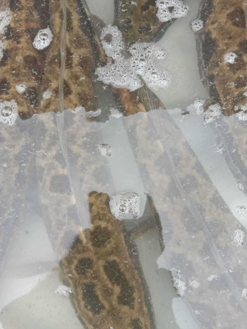 特种水产，黑鱼苗，青鱼，青波，通通基地批发销售后指导技术