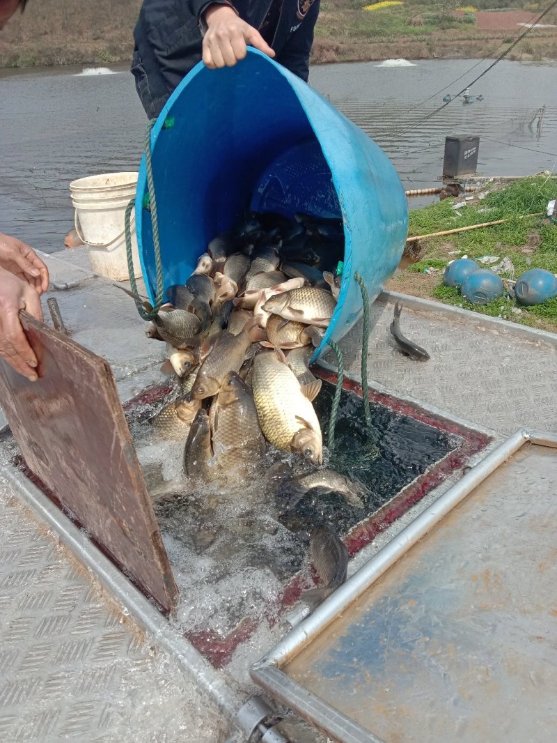 特种水产，黑鱼苗，青鱼，青波，通通基地批发销售后指导技术