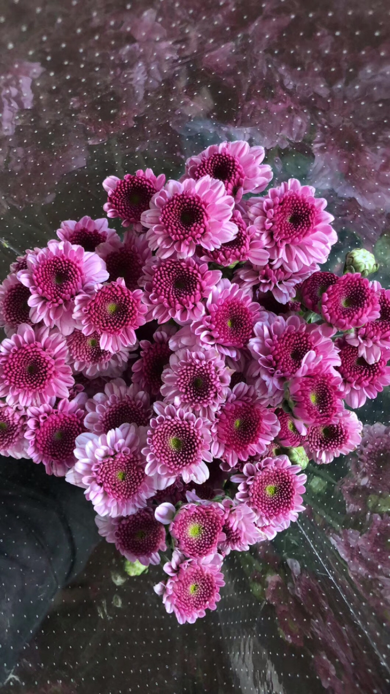 小雏菊种苗，质量上乘，品种齐全，免费提供种植技术
