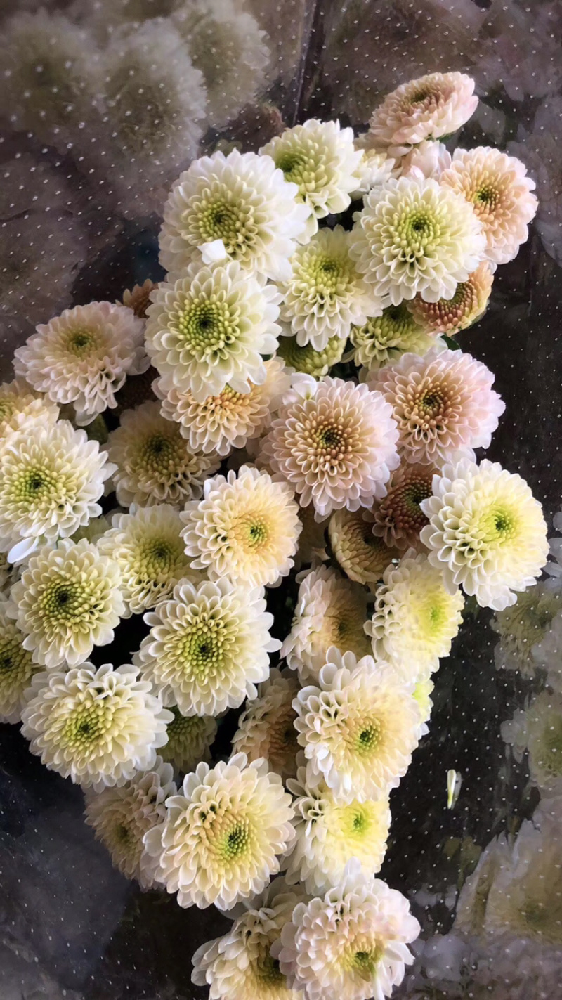 小雏菊种苗，质量上乘，品种齐全，免费提供种植技术
