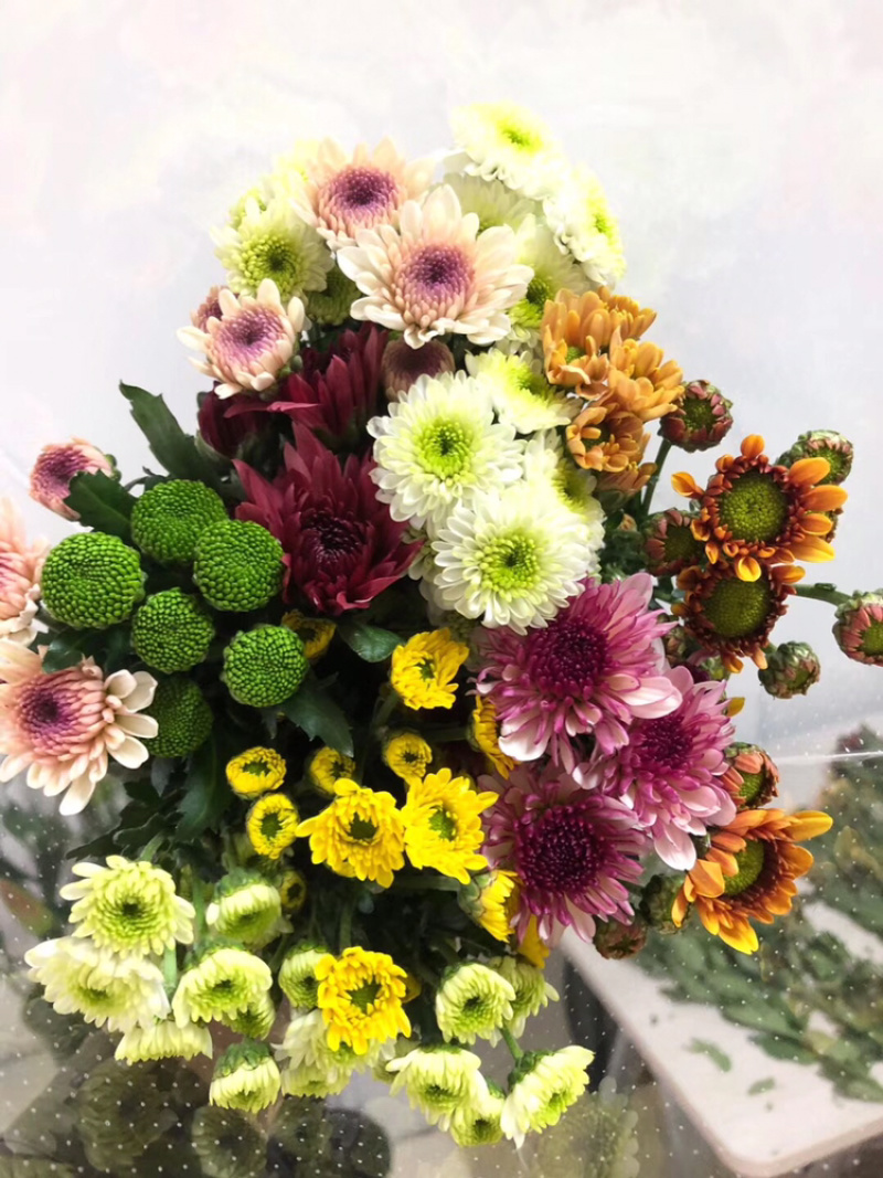 小雏菊种苗，质量上乘，品种齐全，免费提供种植技术