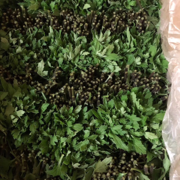 小雏菊种苗，质量上乘，品种齐全，免费提供种植技术