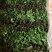 小雏菊种苗，质量上乘，品种齐全，免费提供种植技术