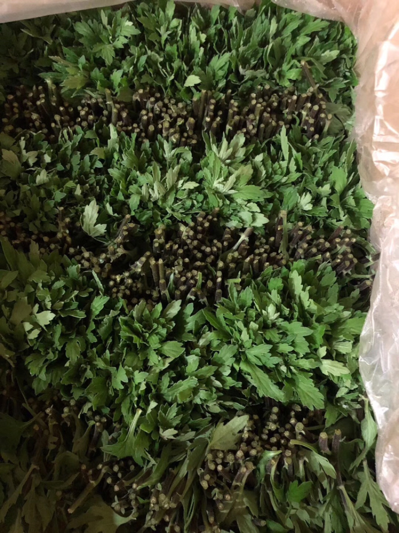 小雏菊种苗，质量上乘，品种齐全，免费提供种植技术
