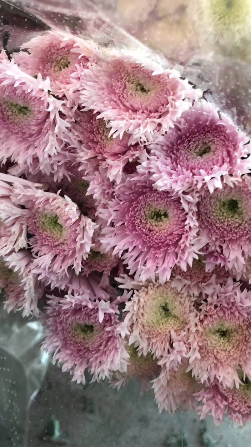 小雏菊种苗，质量上乘，品种齐全，免费提供种植技术
