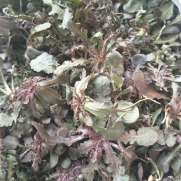 蒙山野生苦碟子菜茶，蛇虫苗农家晾晒自制清热去火，晒前水洗