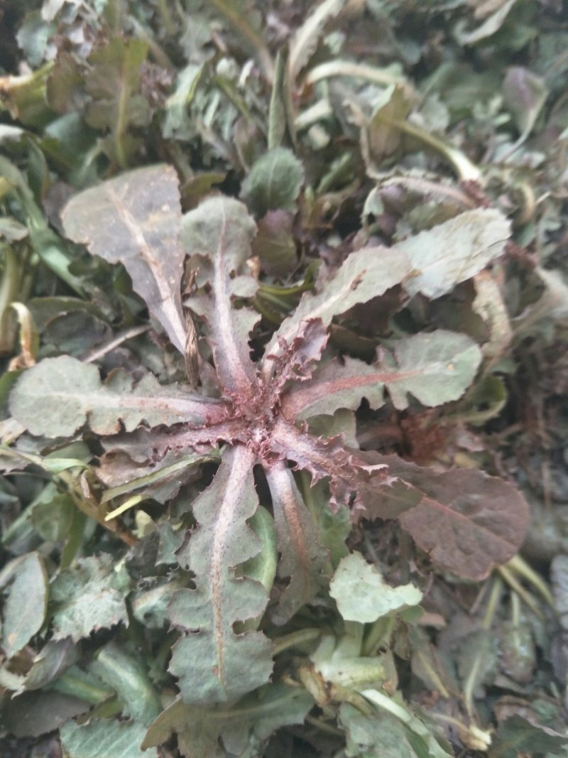 蒙山野生苦碟子菜茶，蛇虫苗农家晾晒自制清热去火，晒前水洗