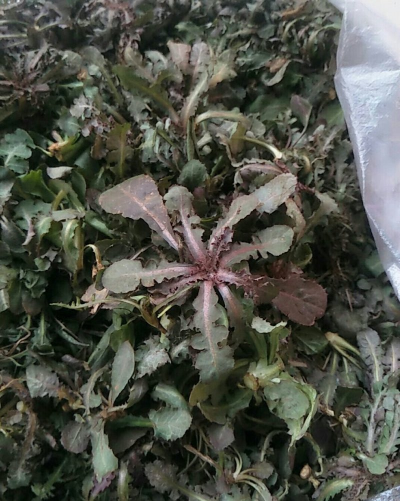 蒙山野生苦碟子菜茶，蛇虫苗农家晾晒自制清热去火，晒前水洗