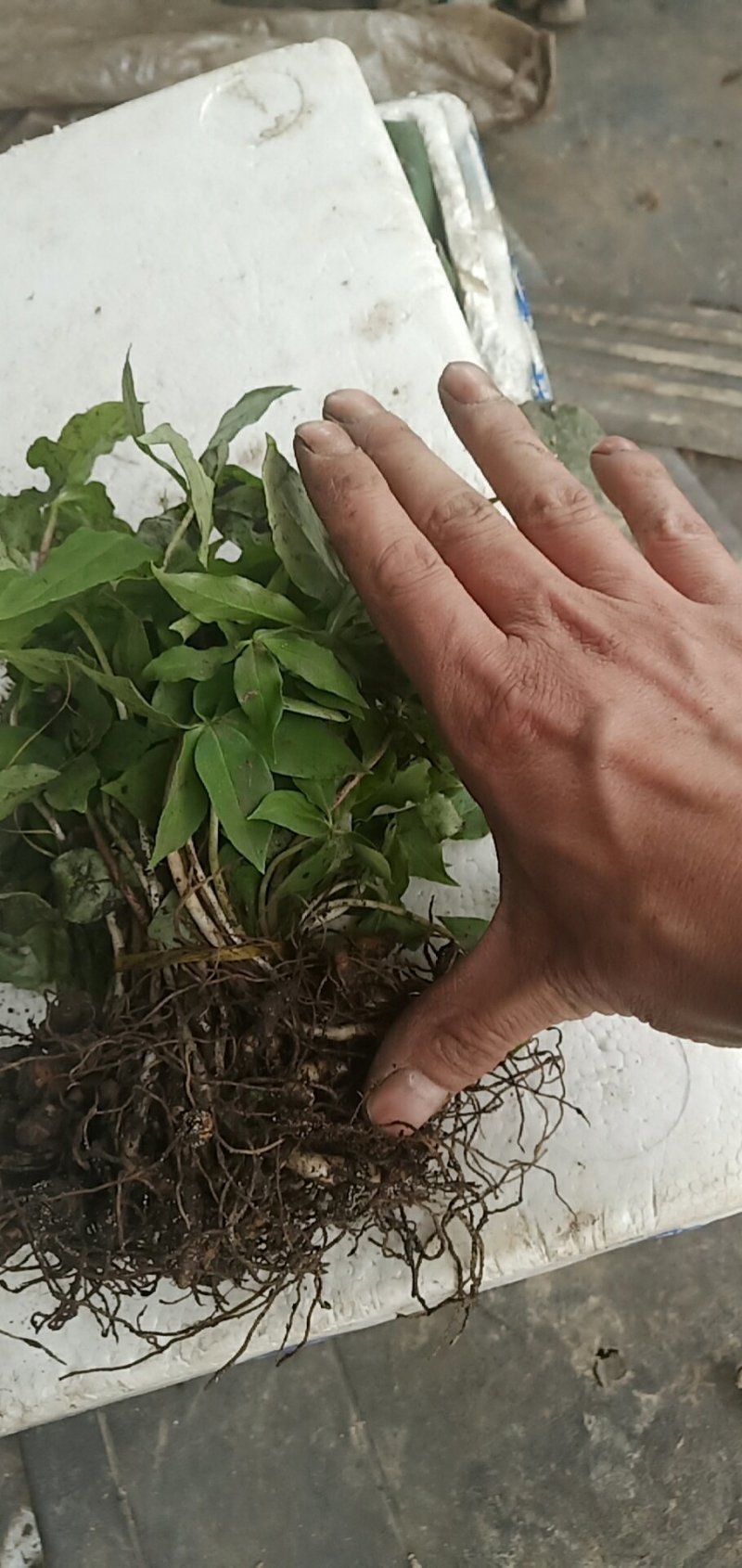 七叶一枝花重楼苗质量好价格优