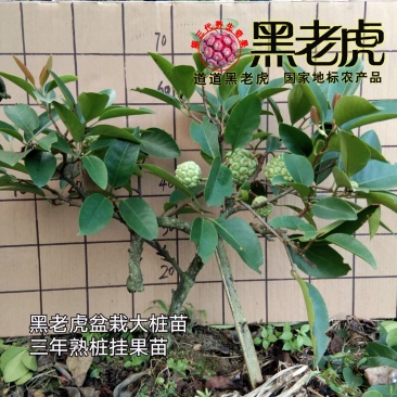 （预售）黑老虎苗/布福娜苗/挂果盆栽大苗/带果带土发货