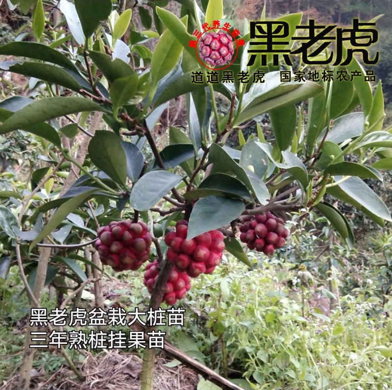 （预售）黑老虎苗/布福娜苗/挂果盆栽大苗/带果带土发货
