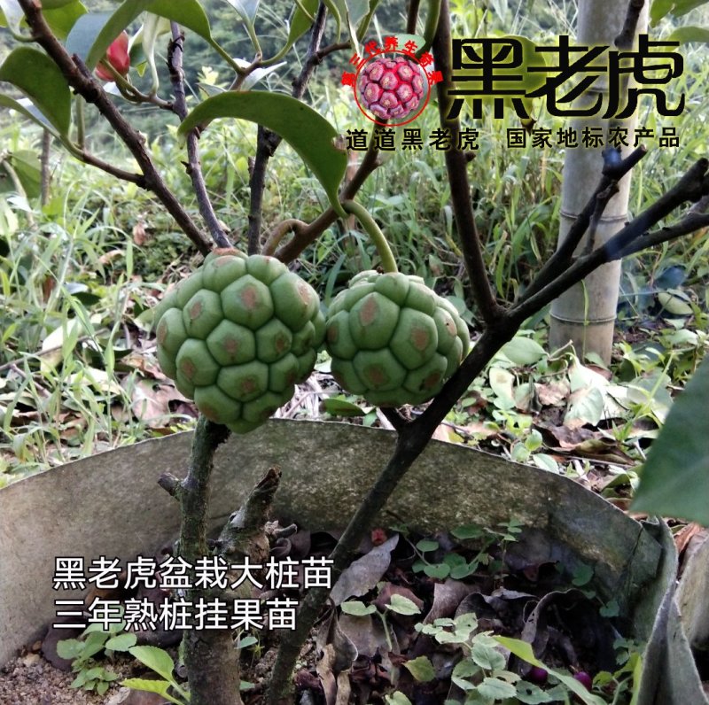 （预售）黑老虎苗/布福娜苗/挂果盆栽大苗/带果带土发货