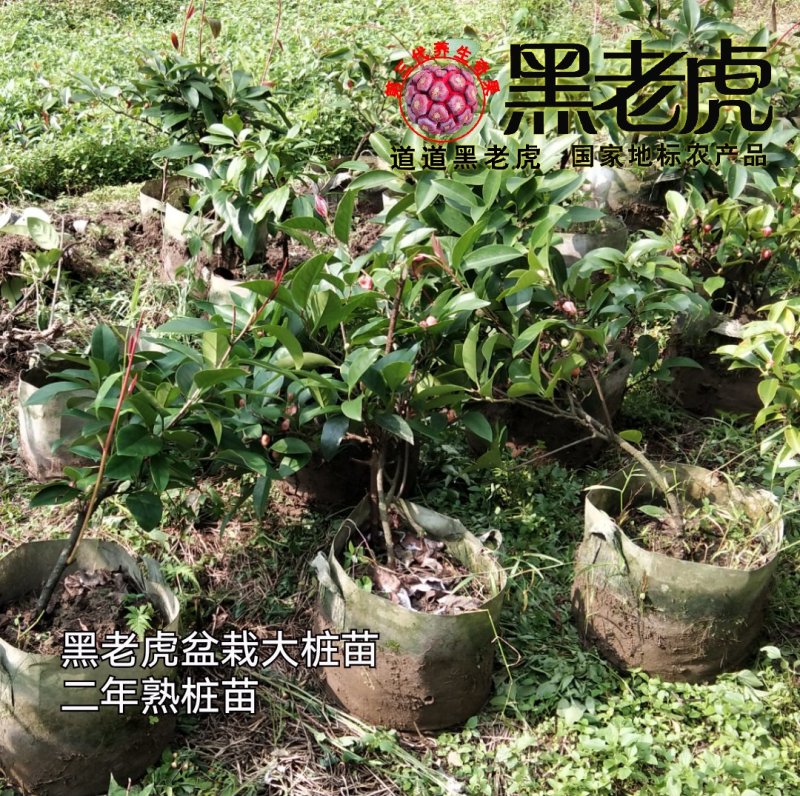 （预售）黑老虎苗/布福娜苗/挂果盆栽大苗/带果带土发货