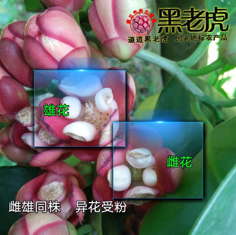 （预售）黑老虎苗/布福娜苗/挂果盆栽大苗/带果带土发货