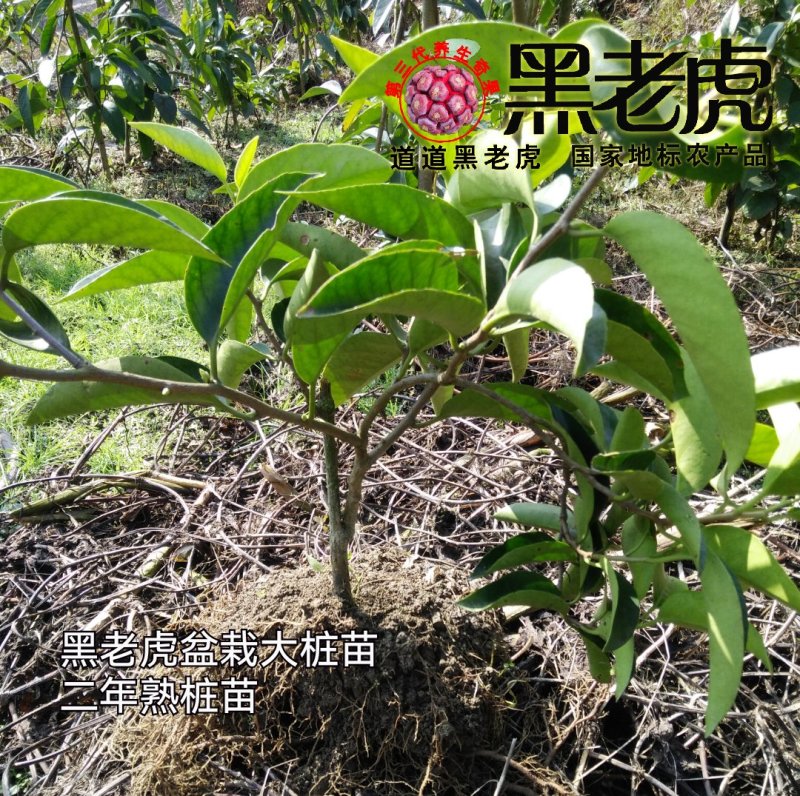 （预售）黑老虎苗/布福娜苗/挂果盆栽大苗/带果带土发货