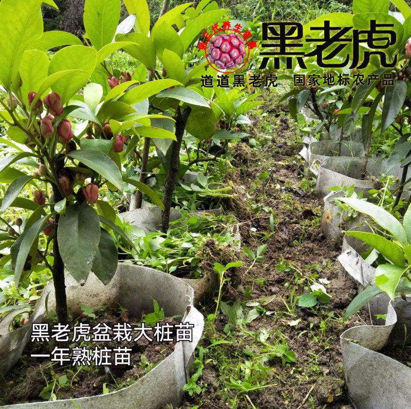 （预售）黑老虎苗/布福娜苗/挂果盆栽大苗/带果带土发货