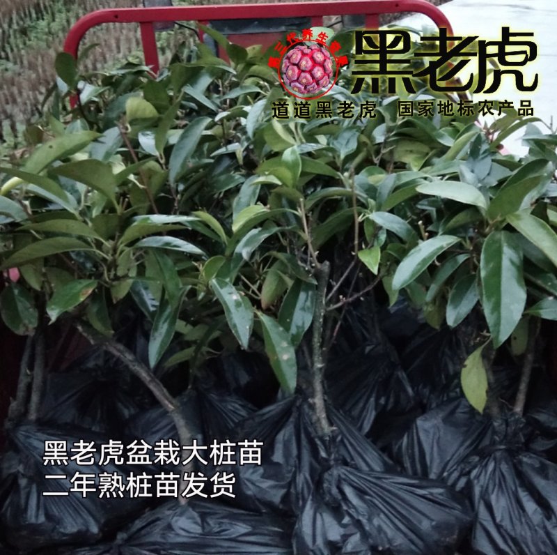 （预售）黑老虎苗/布福娜苗/挂果盆栽大苗/带果带土发货