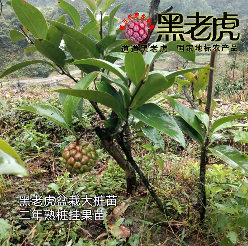 （预售）黑老虎苗/布福娜苗/挂果盆栽大苗/带果带土发货