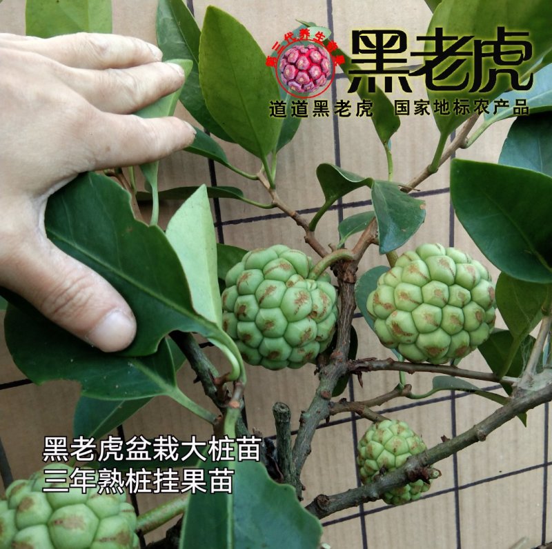 （预售）黑老虎苗/布福娜苗/挂果盆栽大苗/带果带土发货