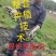 太空26号莲子种苗，质量求生存，信誉留客户。