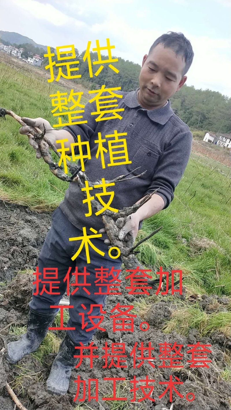 太空26号莲子种苗，质量求生存，信誉留客户。