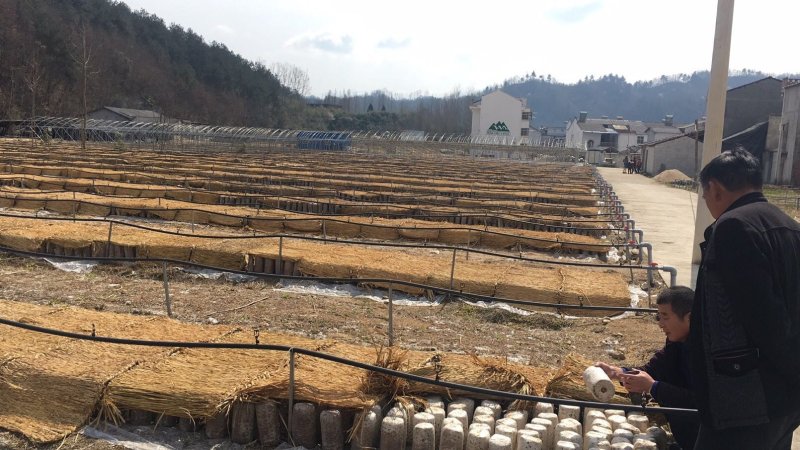 优质遮阴草帘，保温保湿草帘