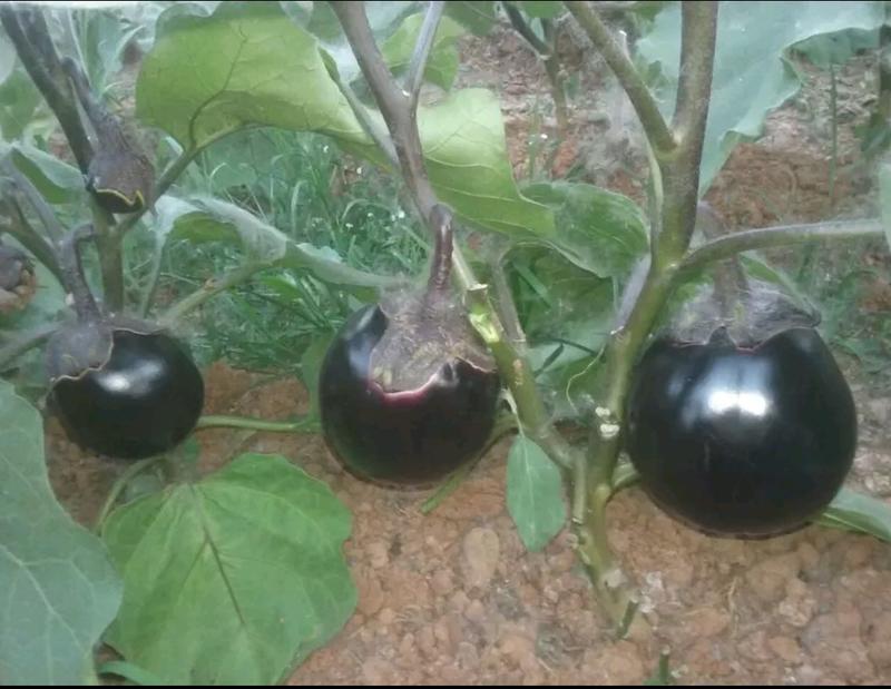 紫园茄子苗，品种纯正，基地直供，货量大，可实地考察