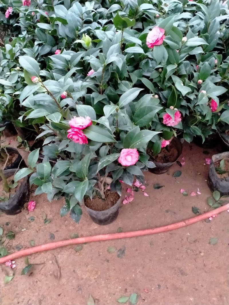 茶花带花包发货茶花盆栽当年开花