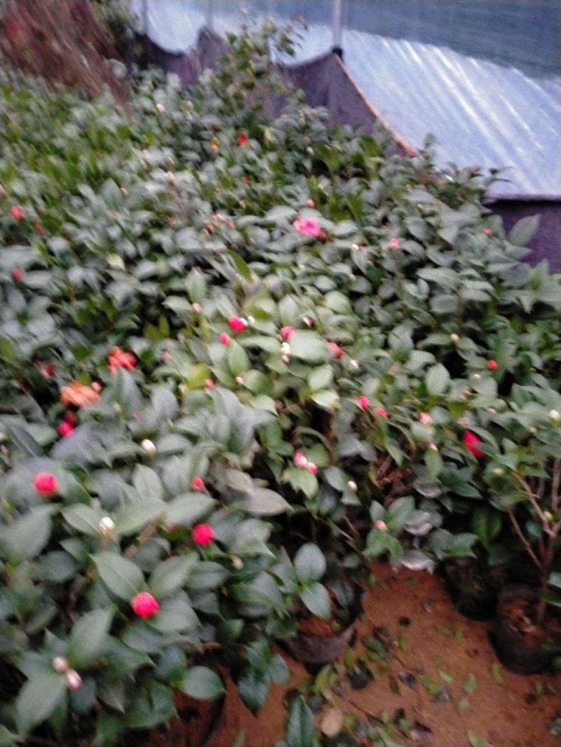 茶花带花包发货茶花盆栽当年开花