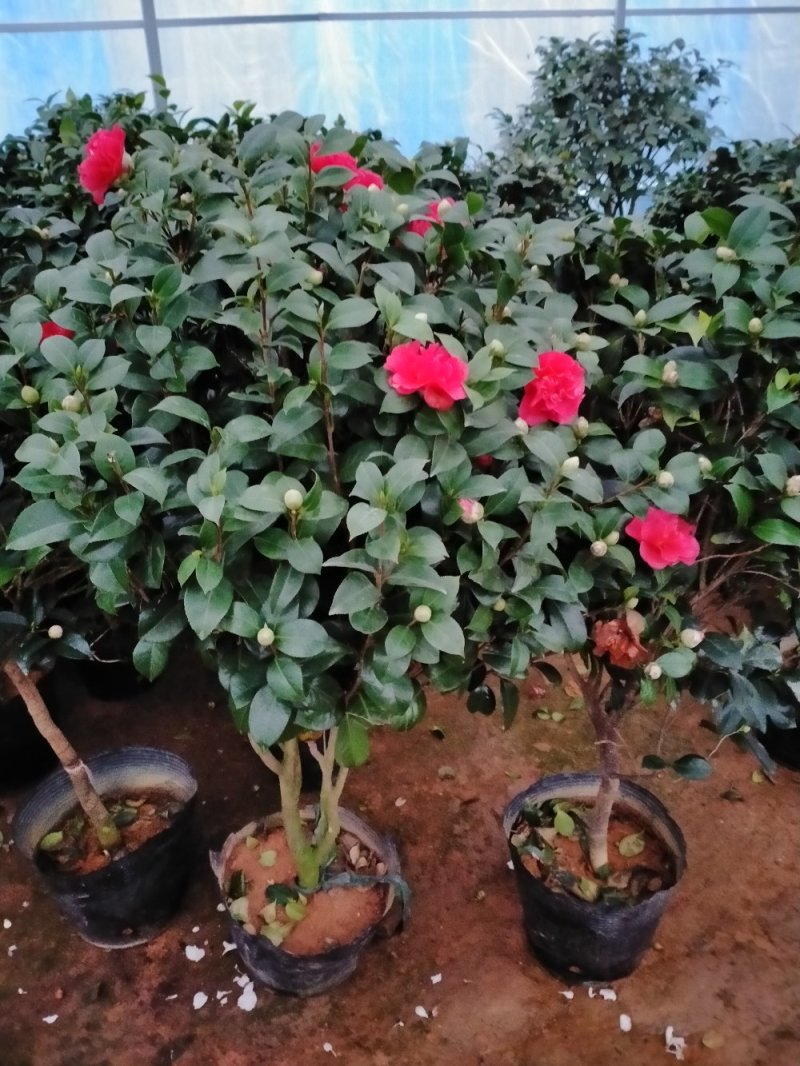 茶花带花包发货茶花盆栽当年开花