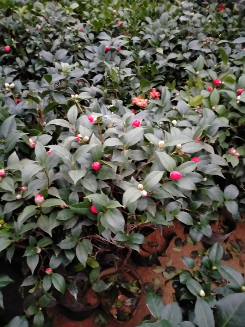 茶花带花包发货茶花盆栽当年开花