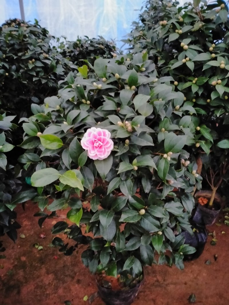 茶花带花包发货茶花盆栽当年开花