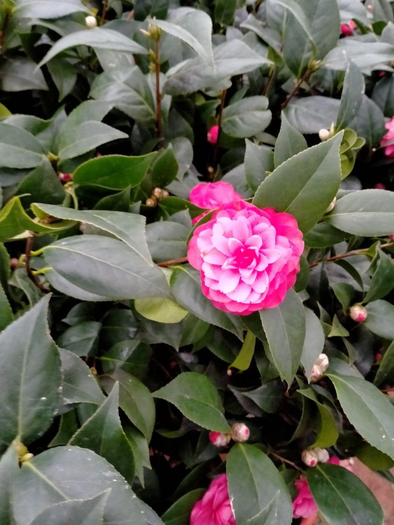 茶花带花包发货茶花盆栽当年开花