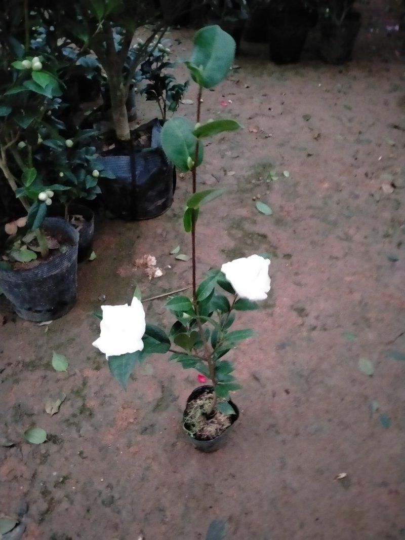 茶花带花包发货茶花盆栽当年开花