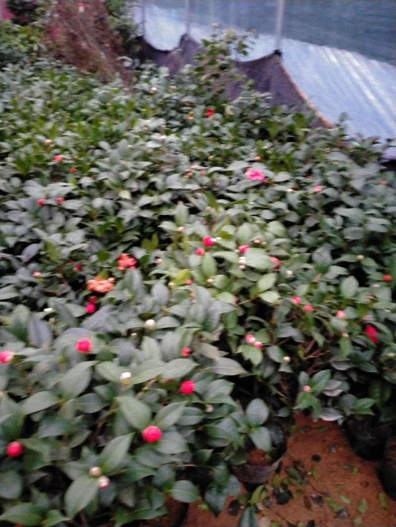 茶花带花包发货茶花盆栽当年开花