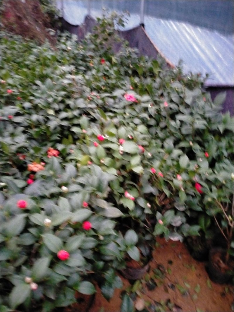 茶花带花包发货茶花盆栽当年开花