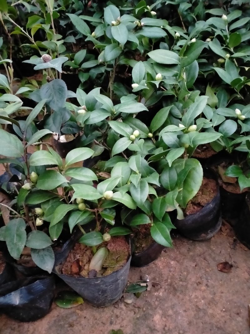 茶花带花包发货茶花盆栽当年开花