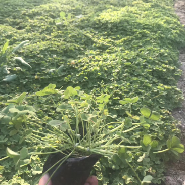 醡酱草,醡浆草,工程苗质优价廉芙蓉醡酱草