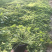 醡酱草,醡浆草,工程苗质优价廉芙蓉醡酱草