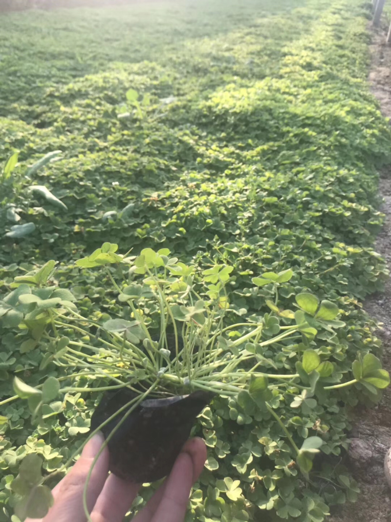 醡酱草，醡浆草，工程苗质优价廉芙蓉醡酱草