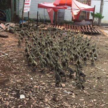 马岗鹅狮头鹅苗