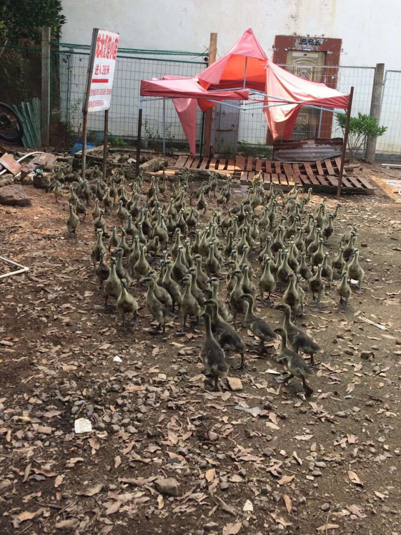 马岗鹅狮头鹅苗
