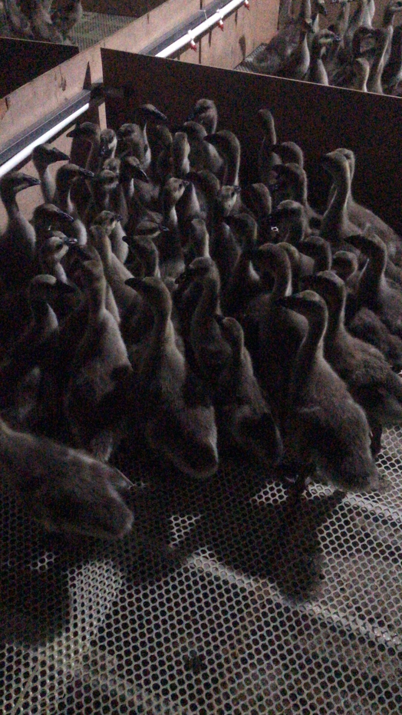 马岗鹅狮头鹅苗