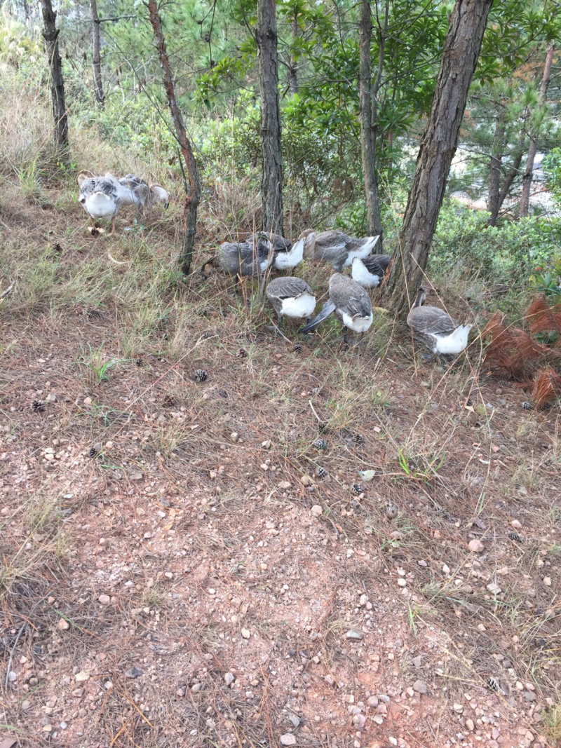 马岗鹅狮头鹅苗