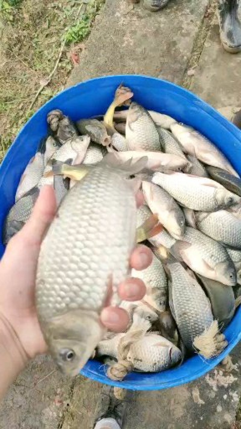鲤鱼送货上门货到付款鱼塘垂钓保证存活