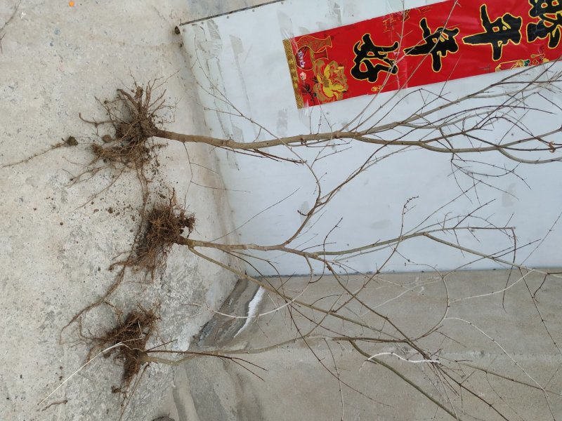 怀远白花玉石籽石榴苗产地直销