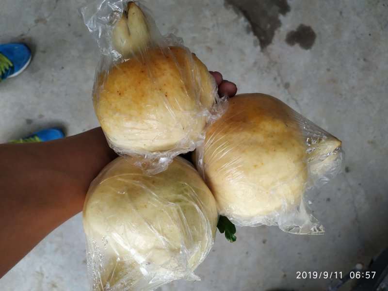 怀远白花玉石籽石榴苗产地直销