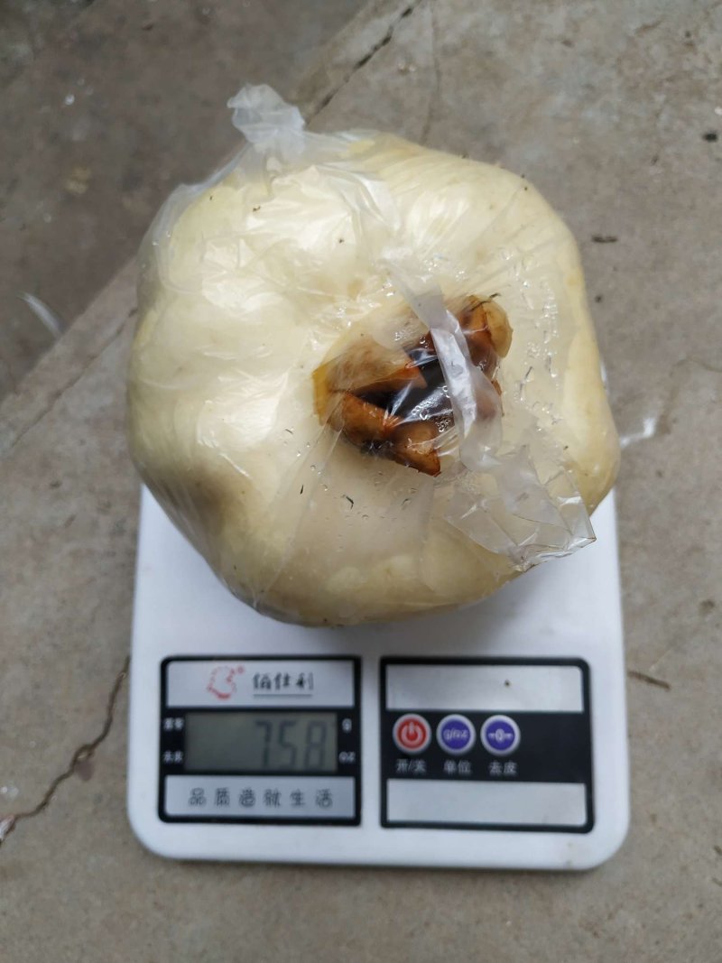 怀远白花玉石籽石榴苗产地直销