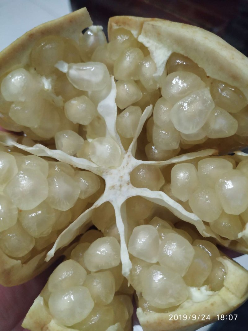 怀远白花玉石籽石榴苗产地直销